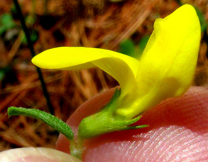 HOSACKIA REPENS, flower from side showing short pedicel and bract