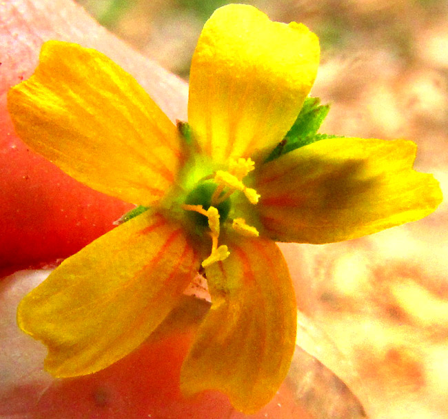 Schiede's Flax, LINUM SCHIEDEANUM, flower from above