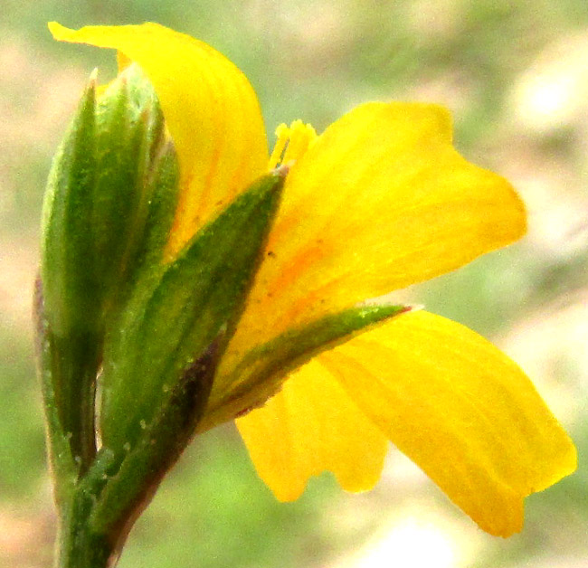 Schiede's Flax, LINUM SCHIEDEANUM, flower from side