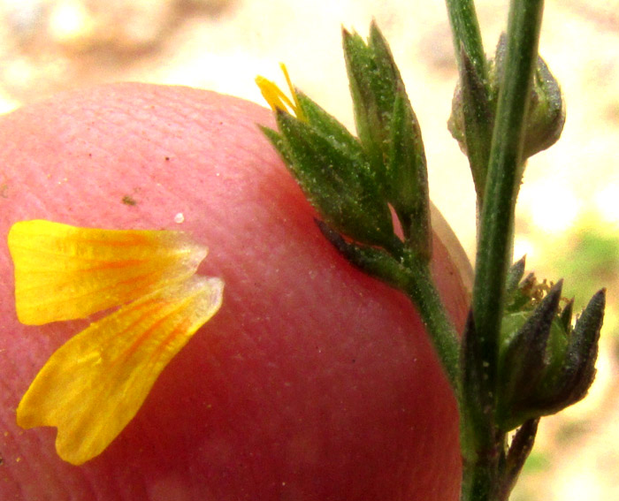 Schiede's Flax, LINUM SCHIEDEANUM, older flower showing developing ovary