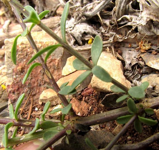 Schiede's Flax, LINUM SCHIEDEANUM, whorled leaves