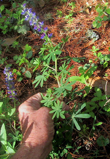 LUPINUS VERSICOLOR SWEET, flowering plant in habitat