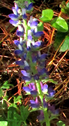 LUPINUS VERSICOLOR SWEET, raceme of flowers with varied color patterns