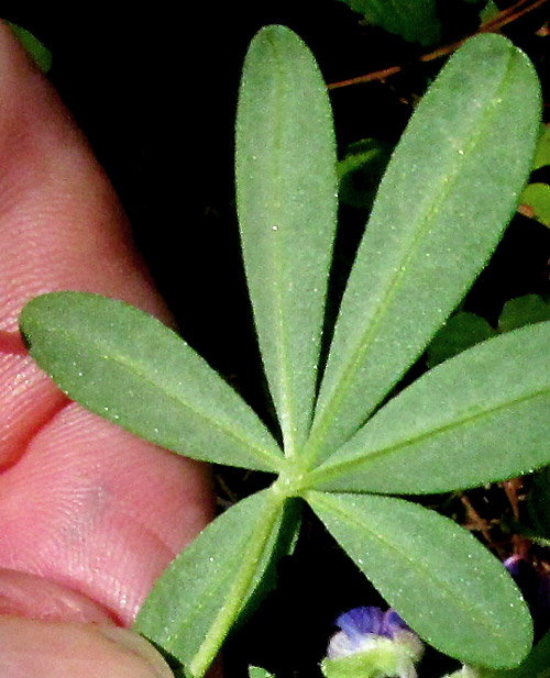 LUPINUS VERSICOLOR SWEET, digitally compound leaf