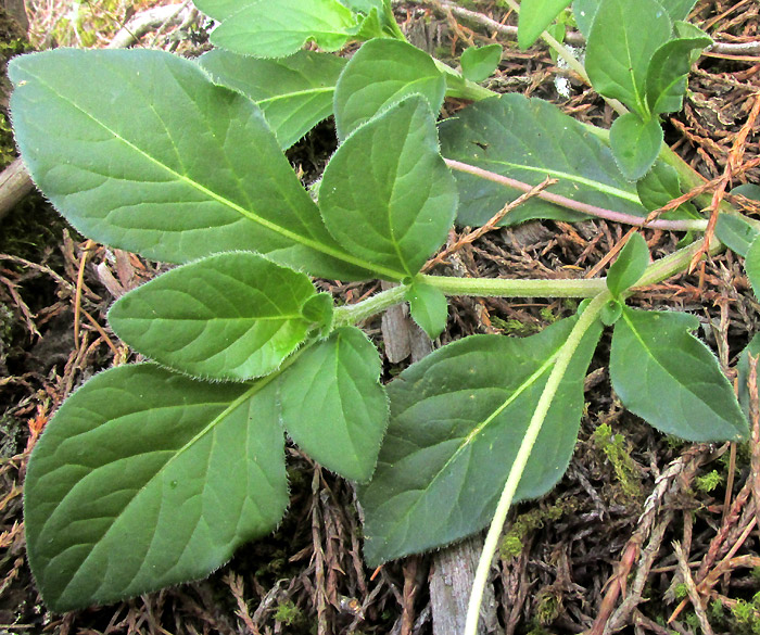 LYCIANTHES PEDUNCULARIS, reclining stems with leaves