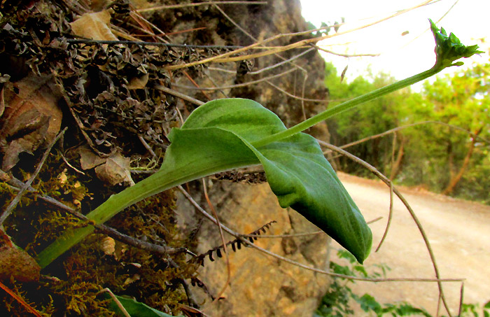 Adder's-mouth, MALAXIS BRACHYSTACHYS, plant in habitat