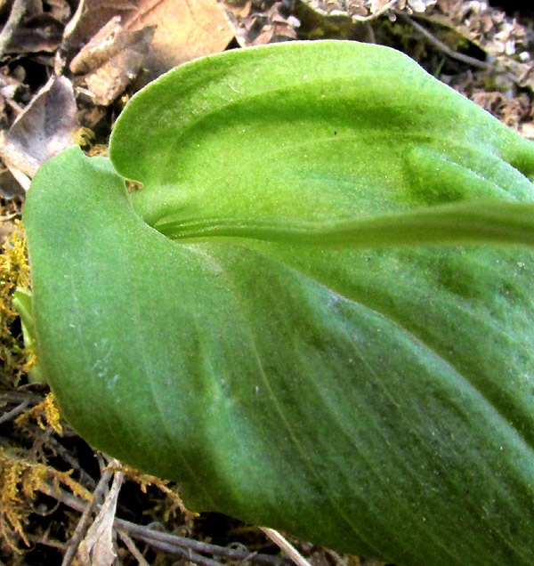 Adder's-mouth, MALAXIS BRACHYSTACHYS, leaf base & stem