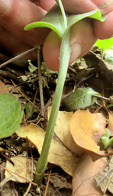 Adder's-mouth, MALAXIS BRACHYSTACHYS, plant with capsule