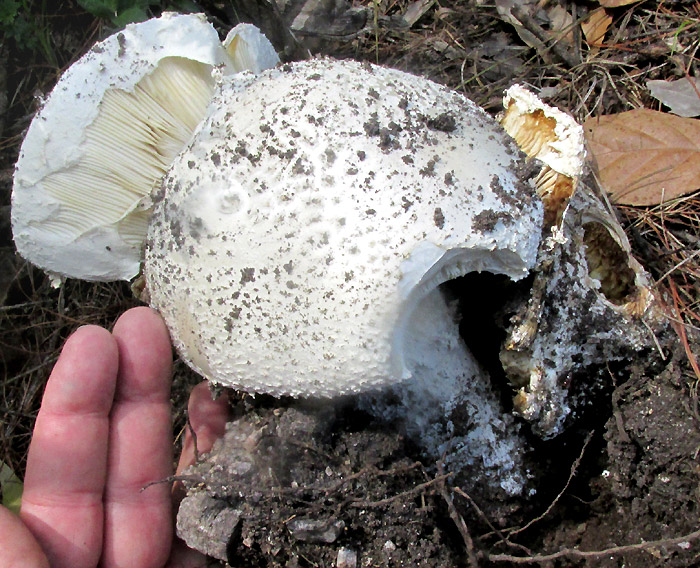 Mesoamerican Matsutake, TRICHOLOMA MESOAMERICANUM, large, immature mushrooms emerging in habitat