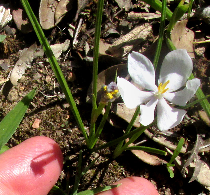 Pleatleaf, NEMASTYLIS TENUIS, flowering plant in habitat