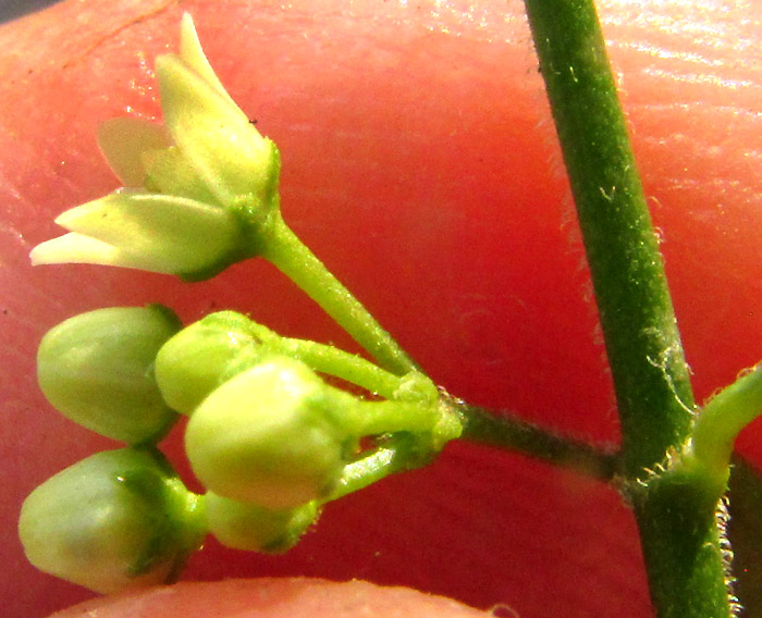 ORTHOSIA ANGUSTIFOLIA, flower viewed from side, corona lobes relative to gynostegium height