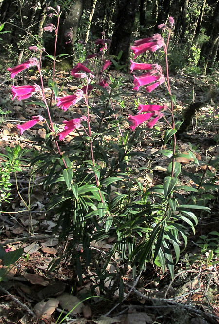 Hartweg's Beardtongue, PENSTEMON HARTWEGII, plants in habitat