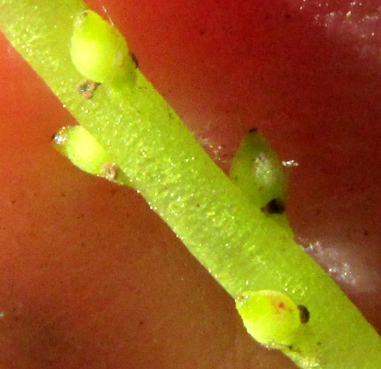 PEPEROMIA BRACTEATA, immature ovaries close-up