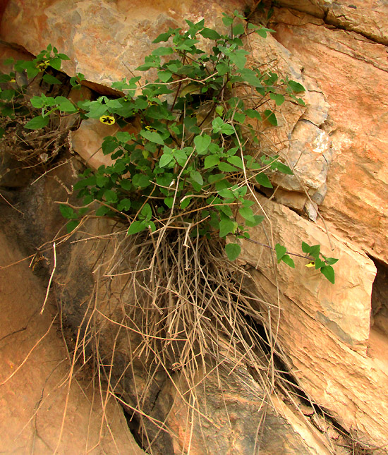 PHYSALIS ORIZABAE, flowering plant in habitat on limestone wall