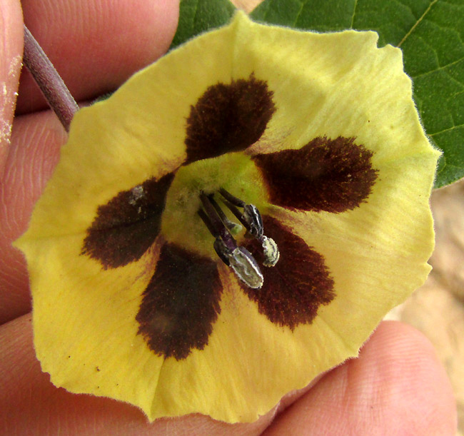 PHYSALIS ORIZABAE, flower close-up from front