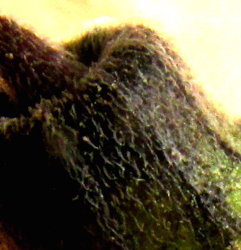 PHYSALIS ORIZABAE, hairs on calyx