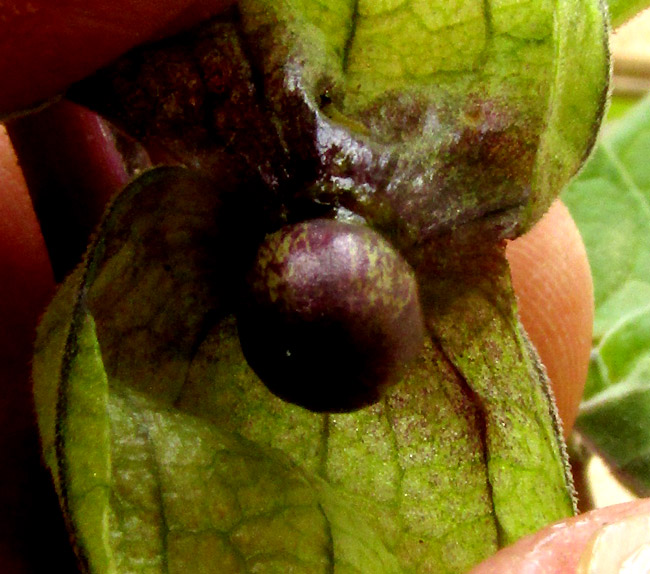 PHYSALIS ORIZABAE, immature fruit exposed inside calyx