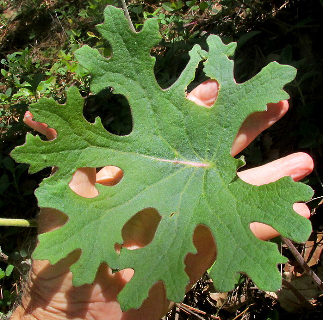 Indianbush, PSACALIUM PELTATUM, peltate leaf