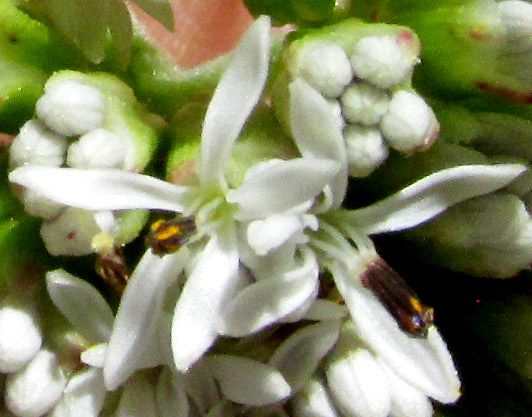 Indianbush, PSACALIUM PELTATUM, disc florets with ray-like corolla lobes