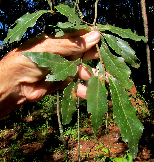 QUERCUS AFFINIS, leafy branch in habitat