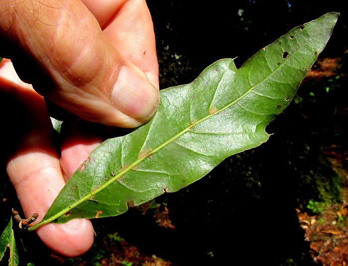 QUERCUS AFFINIS, leaf underside