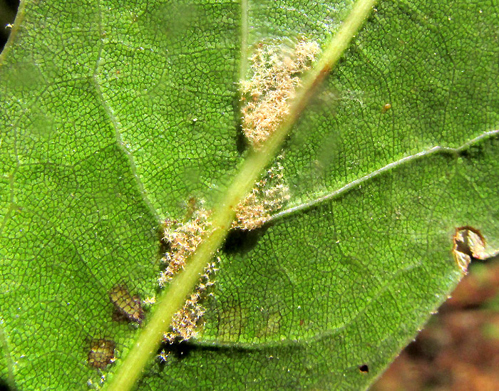QUERCUS AFFINIS, domatia or hair tufts in vein axils on lower blade surface
