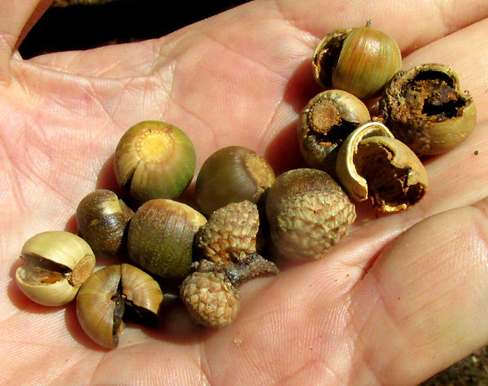 QUERCUS AFFINIS, acorns from below tree
