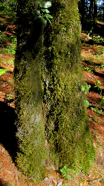 QUERCUS AFFINIS, trunk, damaged and covered with moss and lichens