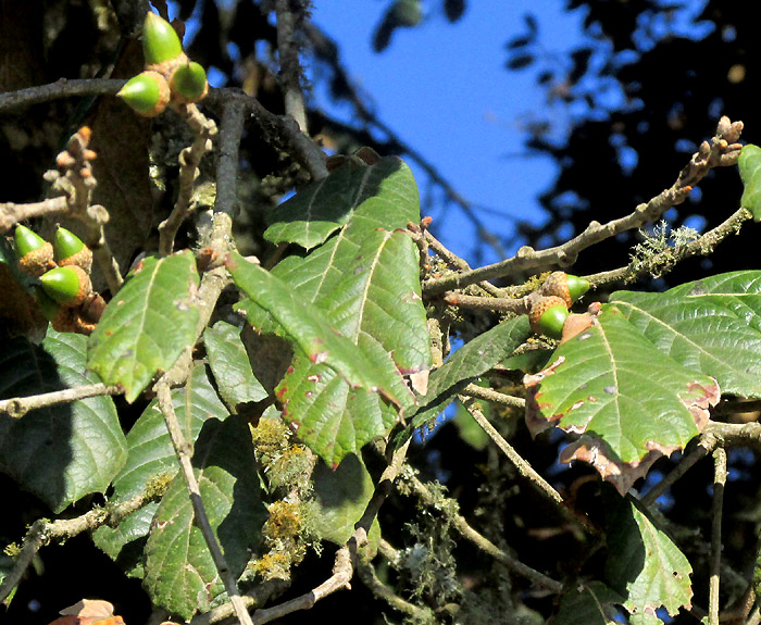 Leather Leaf Mexican Oak, QUERCUS CRASSIFOLIA, leaves & acorns