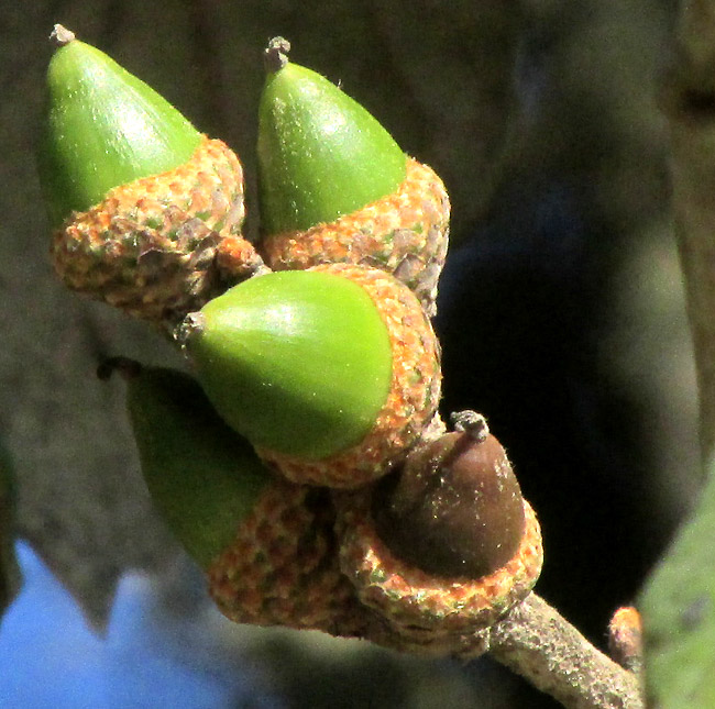 Leather Leaf Mexican Oak, QUERCUS CRASSIFOLIA, acorns on tree