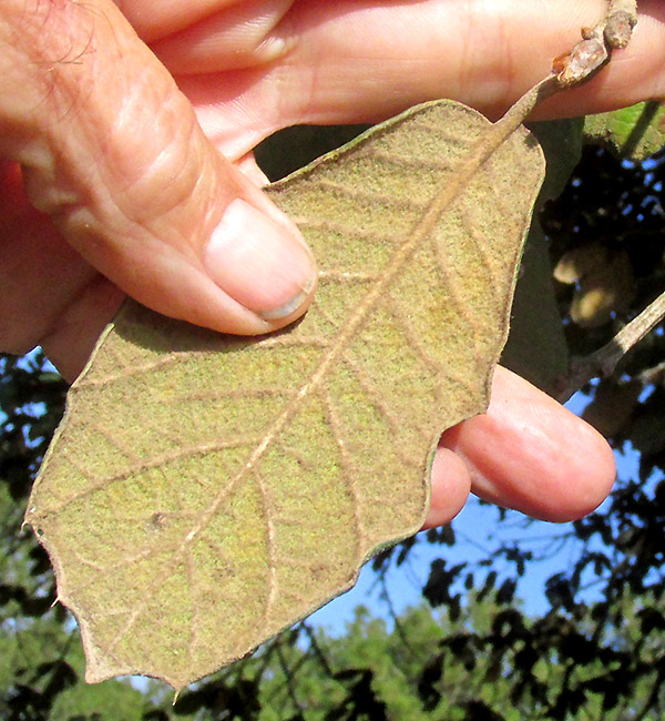 Leather Leaf Mexican Oak, QUERCUS CRASSIFOLIA, white-woolly leaf undersurface