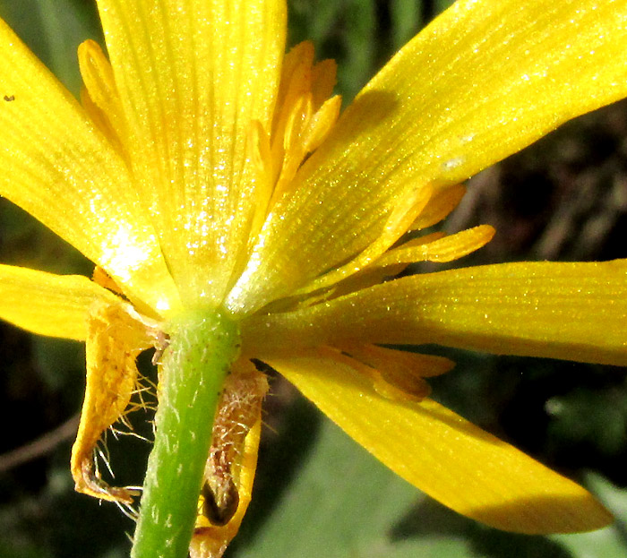 RANUNCULUS FASCICULATUS, flower close-up from below showing deciduous sepals