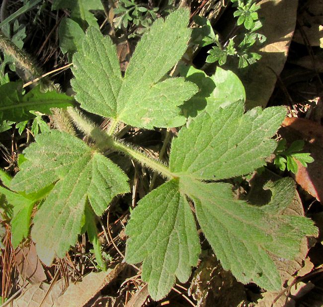 RANUNCULUS FASCICULATUS, leaf