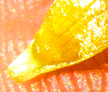 RANUNCULUS FASCICULATUS, close-up of nectary scale