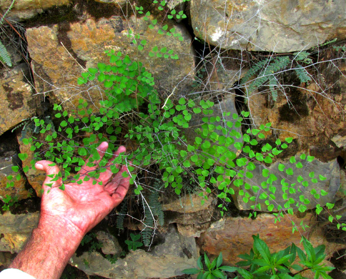 HEMIONITIS EMPERATRICELLA [Pellaea sagittata], in habitat on stone wall