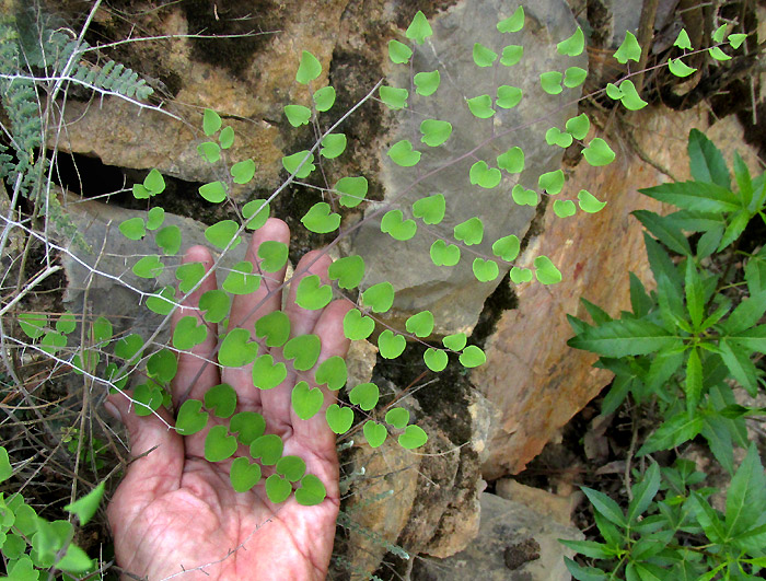 HEMIONITIS EMPERATRICELLA [Pellaea sagittata], a single 2-pinnate leaf or frond