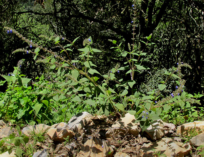 Grape-scented Sage, SALVIA MELISSODORA, flowering plant in habitat
