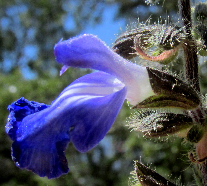 Grape-scented Sage, SALVIA MELISSODORA, flower close-up from side, calyx with glandular hairs