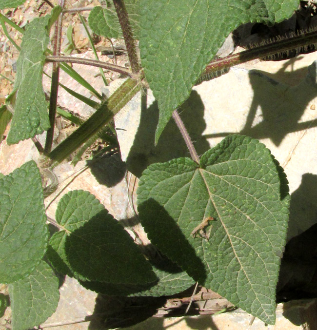 Grape-scented Sage, SALVIA MELISSODORA, leaves