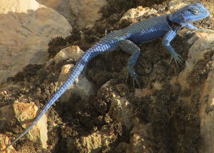 Southern Blue Minor Lizard, SCELOPORUS MINOR ssp. IMMUCRONATUS, all-blue in habitat on roadcut wall