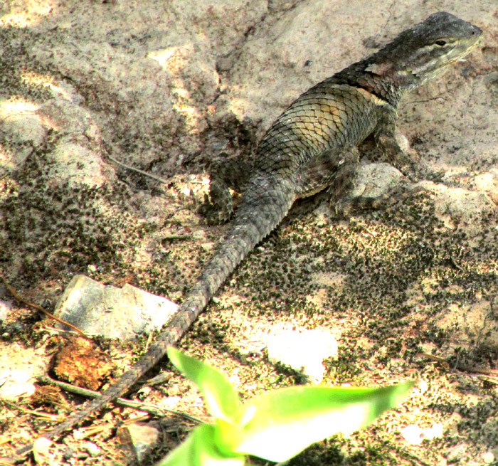 Southern Blue Minor Lizard, SCELOPORUS MINOR ssp. IMMUCRONATUS, grayish in habitat