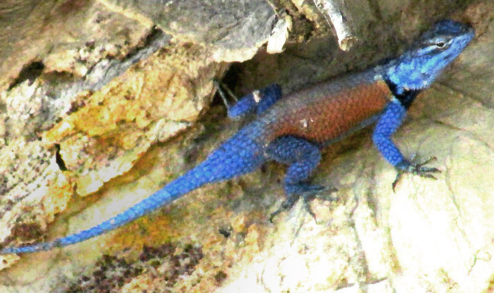 Southern Blue Minor Lizard, SCELOPORUS MINOR ssp. IMMUCRONATUS, blue with golden sides