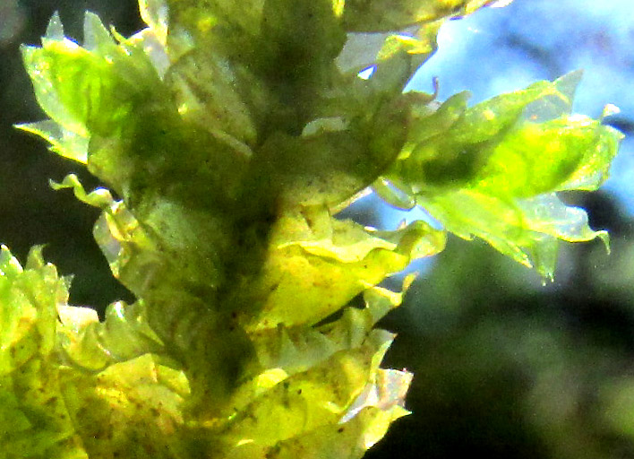 Pale Spikemoss, SELAGINELLA PALLESCENS, lateral leaves curling with dryness