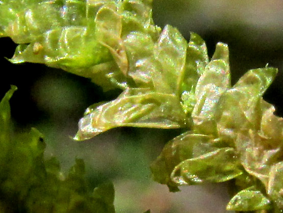 Pale Spikemoss, SELAGINELLA PALLESCENS, lateral leaves with aristate tip