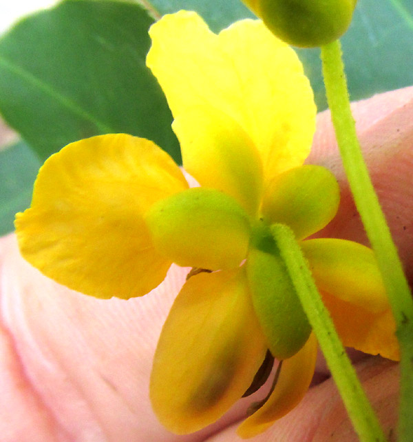 SENNA cf. PENDULA, young flowering plant in habitat