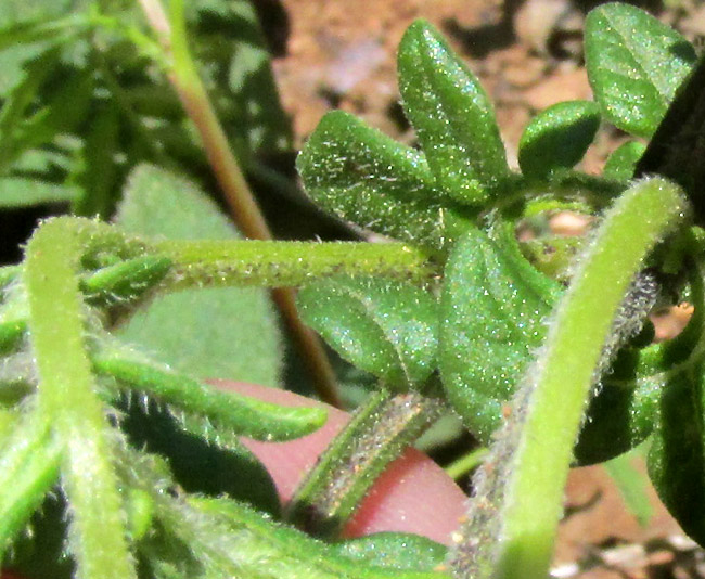 Wild Potato, SOLANUM POLYADENIUM, hairy, glandular leaves and stems
