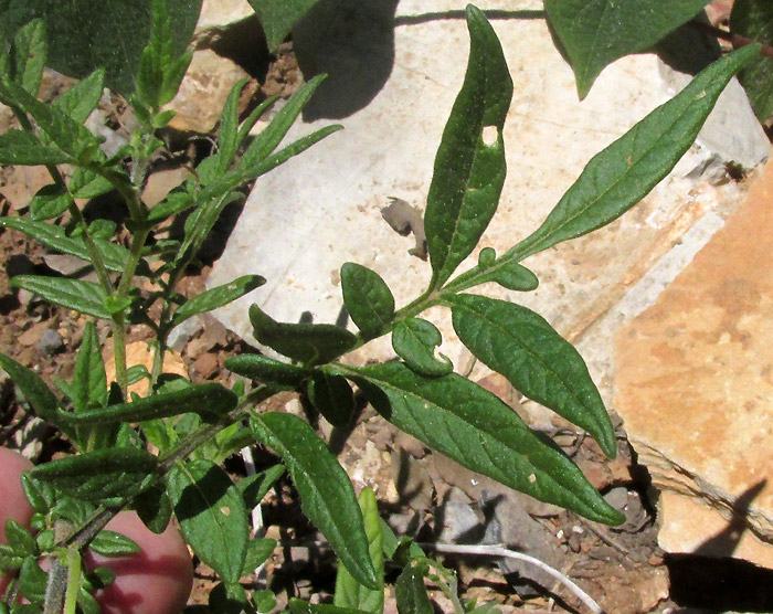 Wild Potato, SOLANUM POLYADENIUM, pinnately compound leaf