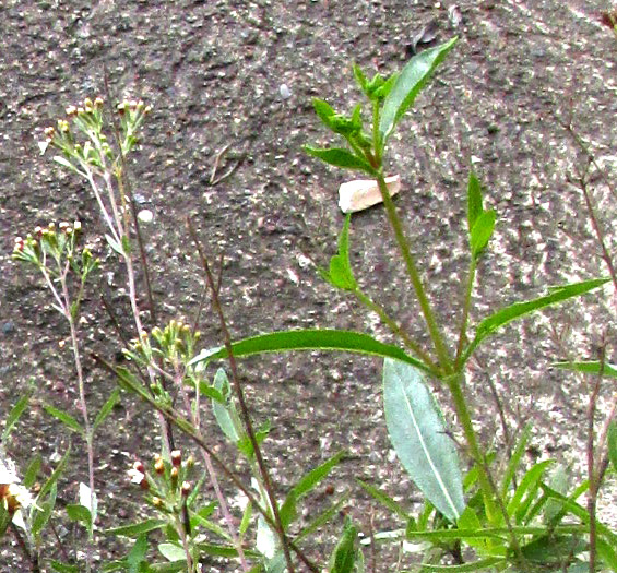 Willow-leaf Candyleaf, STEVIA SALICIFOLIA, opposite leaves