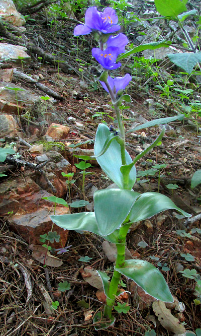 Leatherleaf Spiderwort, TRADESCANTIA CRASSIFOLIA, flowering plant in pine-juniper forest