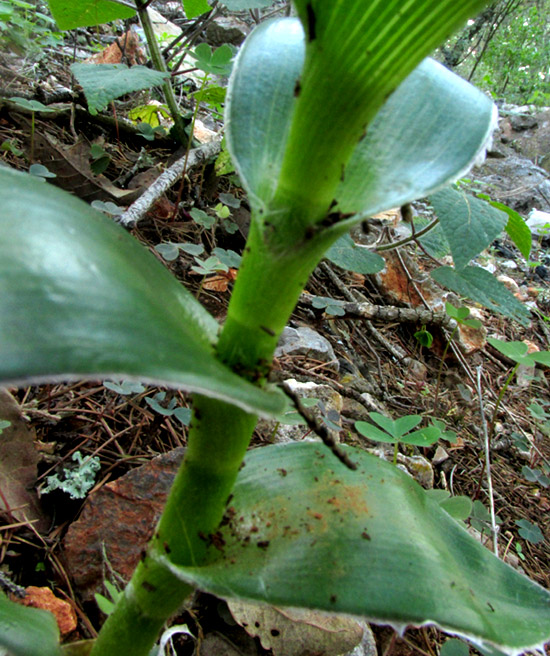 Leatherleaf Spiderwort, TRADESCANTIA CRASSIFOLIA, leaf bases wrapping around stem